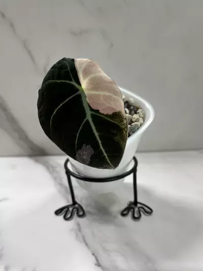 plant/Alocasia Pink Black Velvet-2-thumbnail