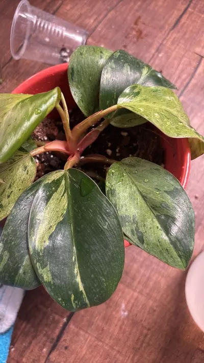 plant/Rooted off shoot from my pink mint Congo mom-1-thumbnail