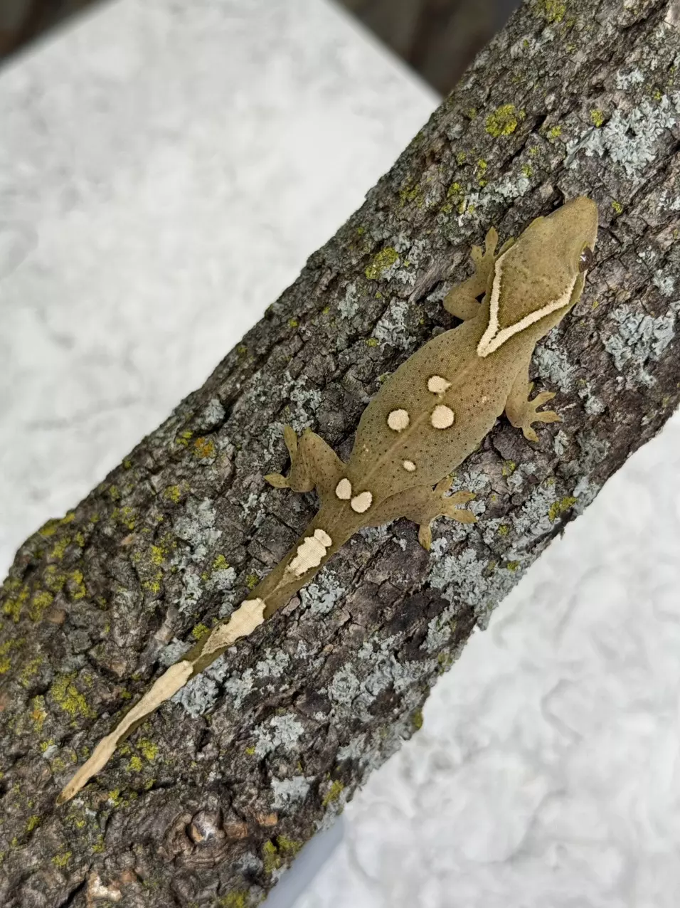 plant/SG25-09 - S4S11 - White Collar/White Spot - NPV 8.3g-0