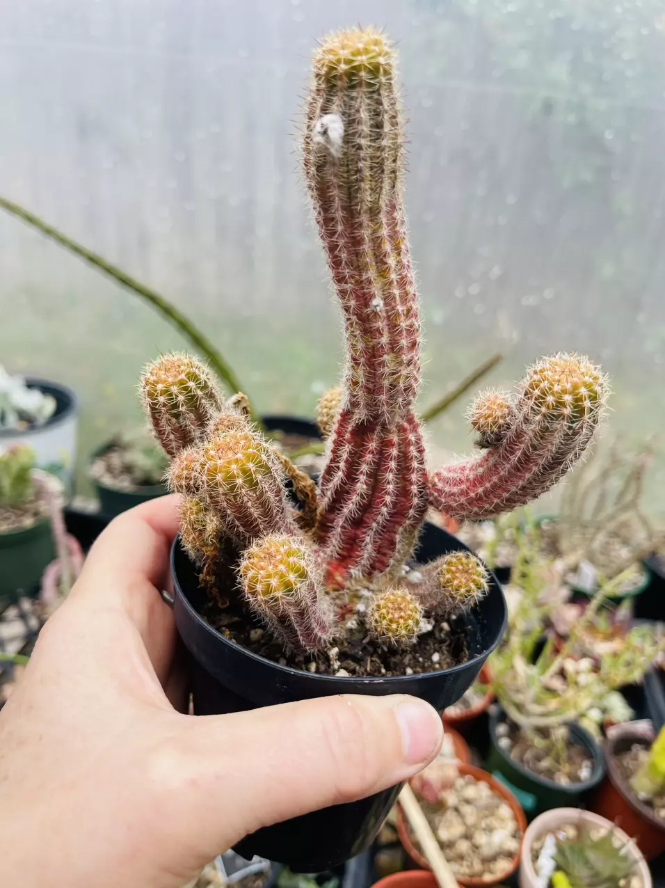 plant/Custom order, 2 peanut cuttings-0