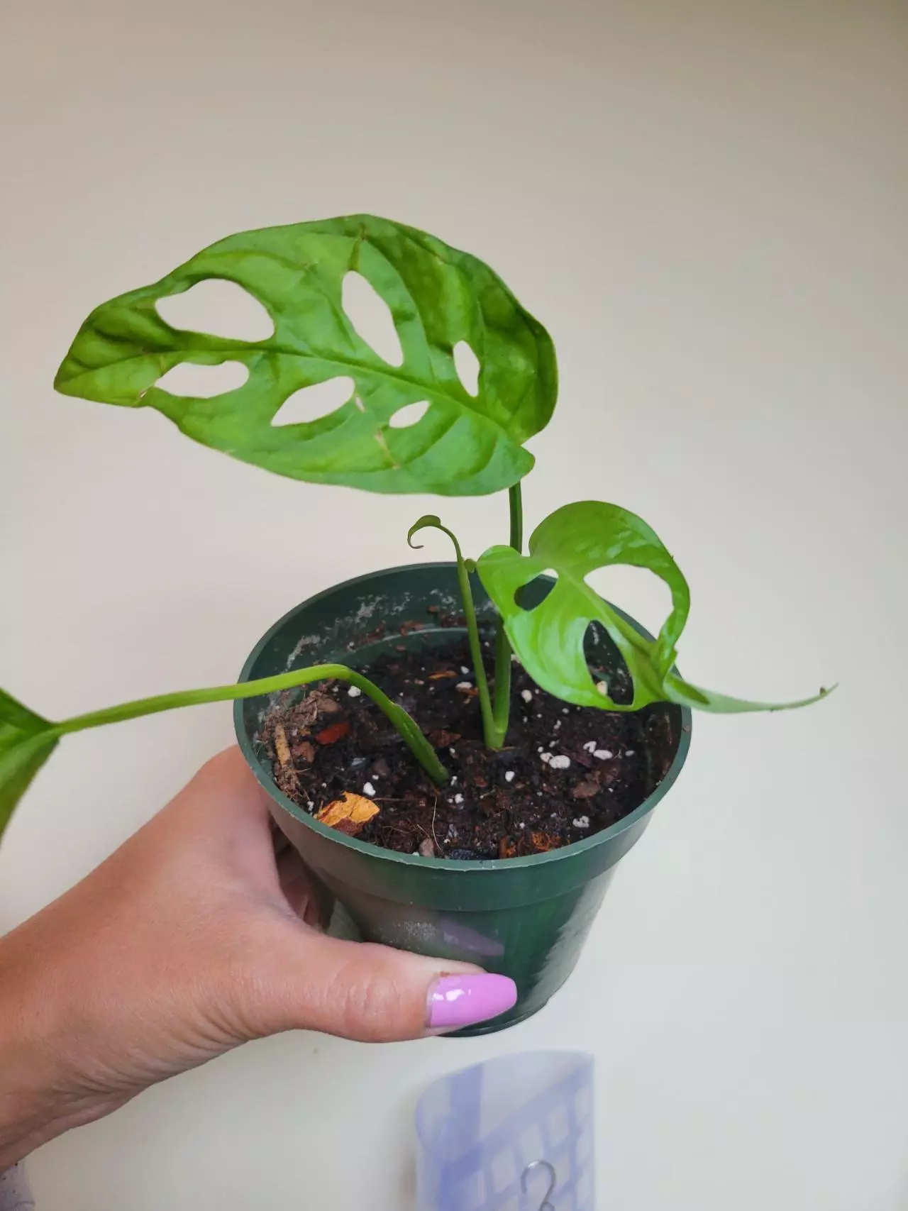 plant/Monstera Obliqua "Los Tayos" 1 leaf damaged from before I got it, new growth tho-1