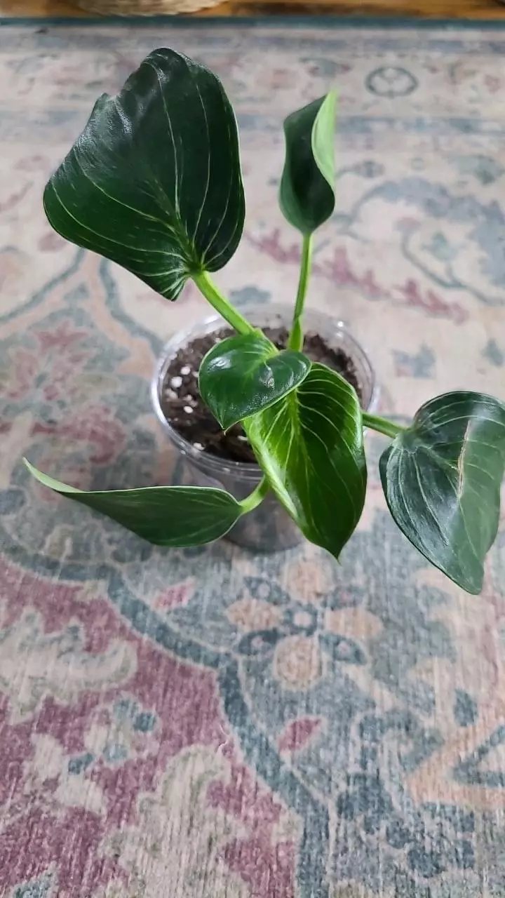 plant/Philodendron Birkin 3.25" 11-023-0