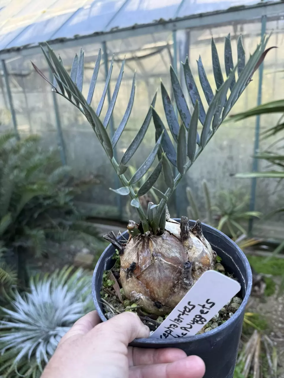 plant/Encaphalartos affins-0