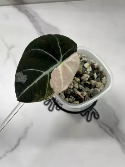plant/Alocasia Pink Black Velvet-1-thumbnail