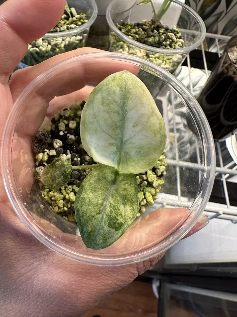 plant/Alocasia Ninja Tricolor baby!-0