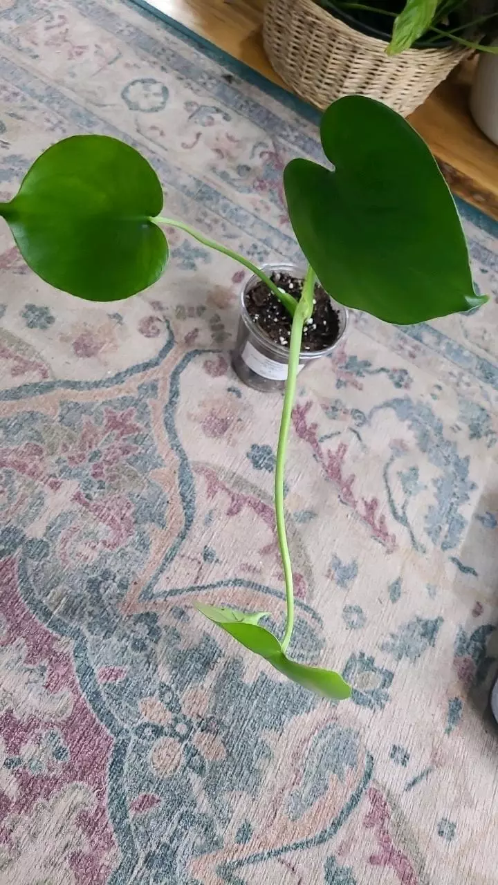 plant/Monstera Deliciosa 3.25" 11-028-0