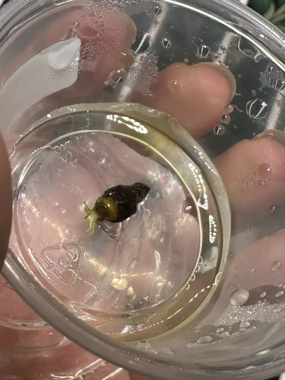 plant/Alocasia Silver Dragon Albo 🐉 CORM!-5