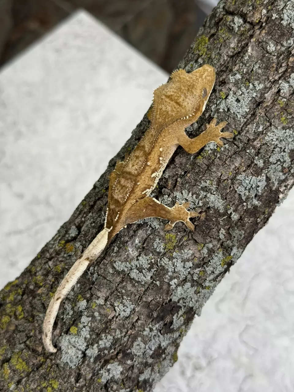 plant/CR25-129 - VIBa - Phantom - Male 8.6g-0