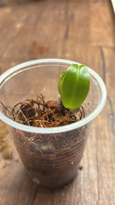 plant/Rooted off shoot from my pink mint Congo mom-0-thumbnail