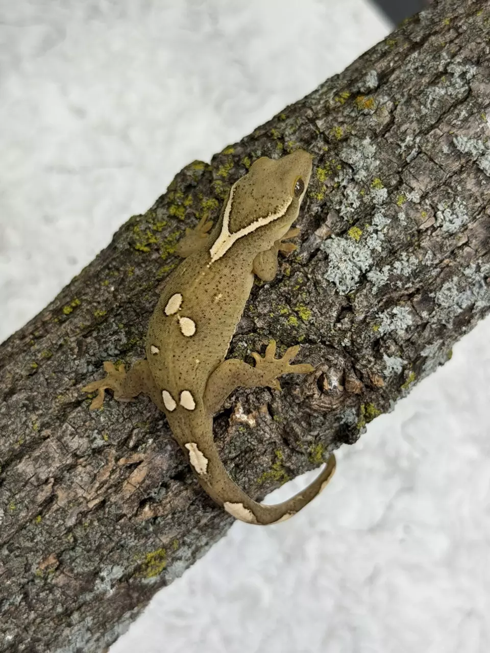 plant/SG25-06 - S4S11 - Male 10.8g-0