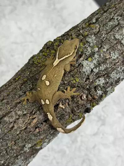 plant/SG25-06 - S4S11 - Male 10.8g-0-thumbnail