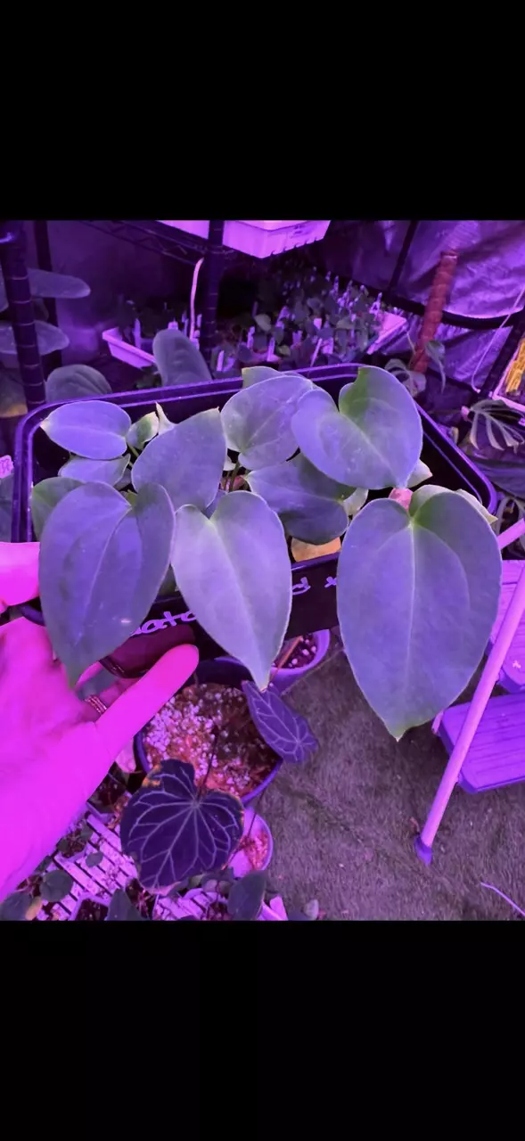 plant/GC Pap Gatorbod x Tim's Black-1