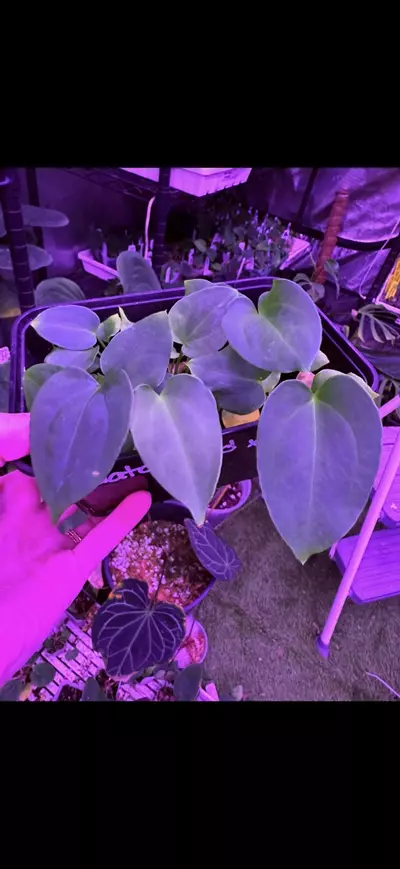 plant/GC Pap Gatorbod x Tim's Black-1-thumbnail