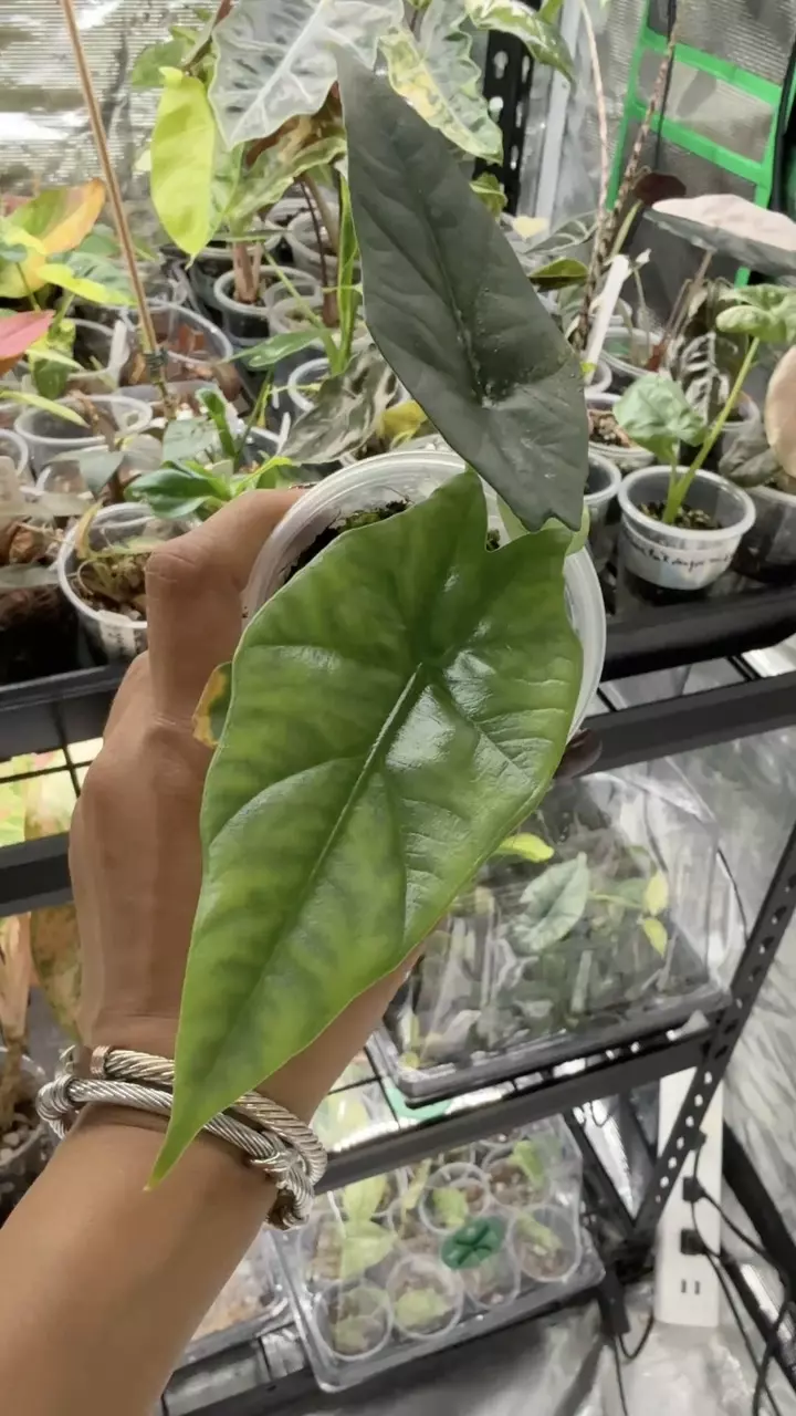 plant/alocasia Simpo Aurea from corm-0