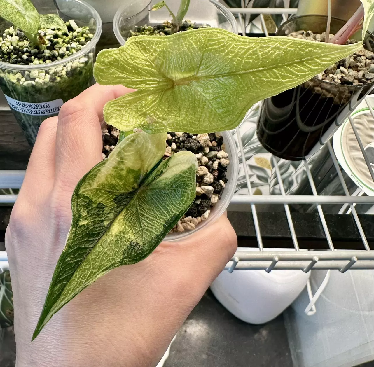 plant/Alocasia Jacklyn Variegated! She’s a stunner! Daughter is in last pictures! 💚🤍💚-0