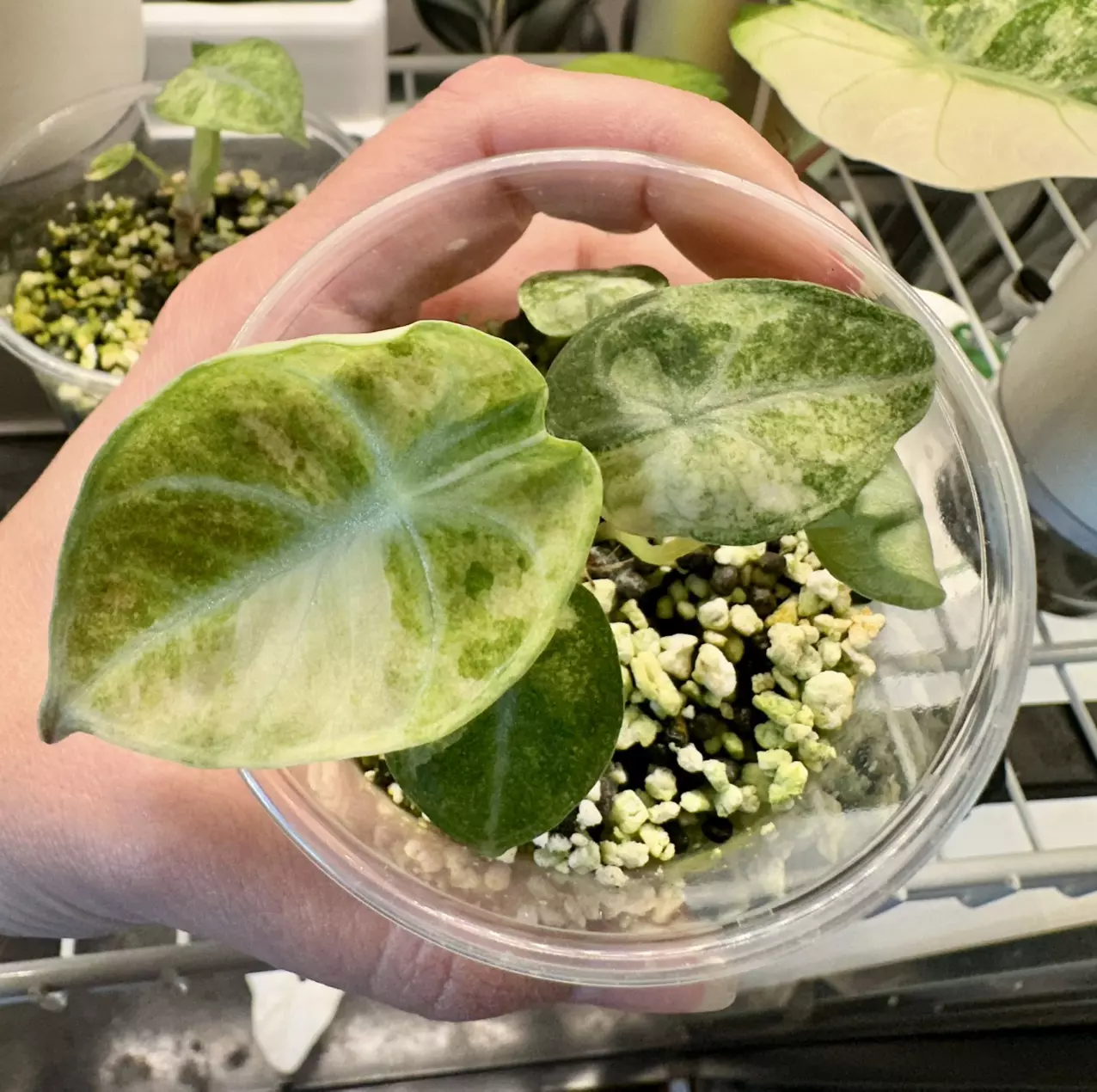 plant/Alocasia Ninja Tricolor!-1