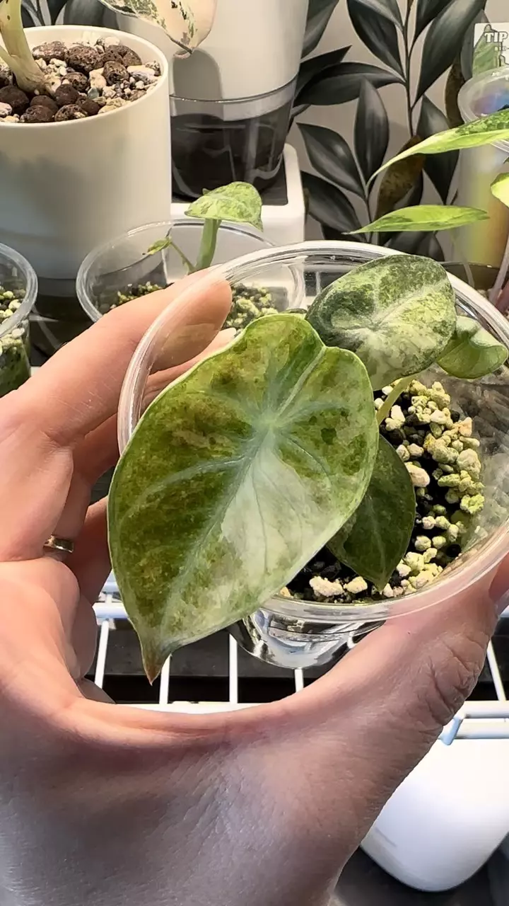 plant/Alocasia Ninja Tricolor!-2