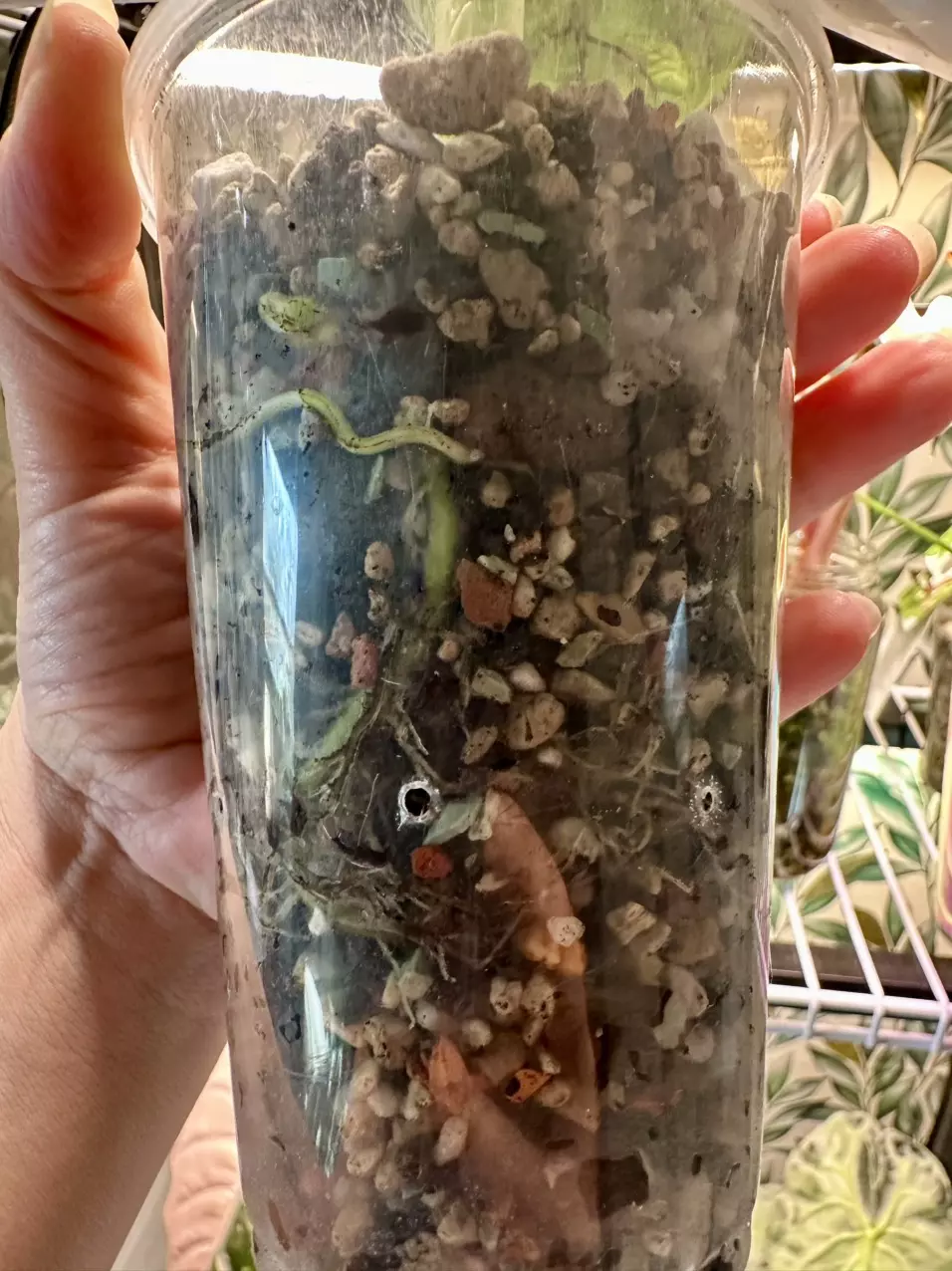 plant/Alocasia Dragon Scale Mint CORMING size! 💚💚-7