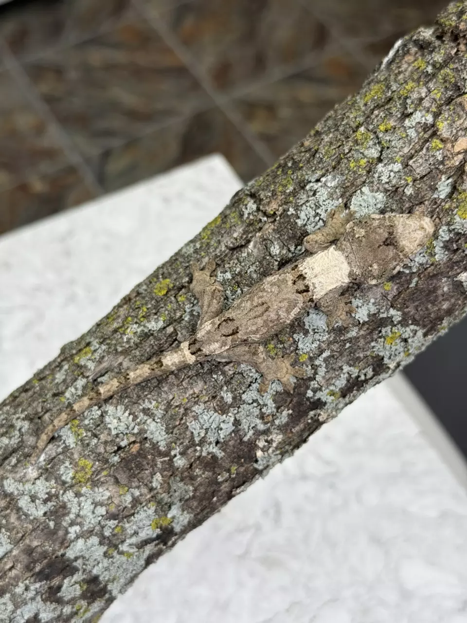 plant/CH25-38 - NiKi - white Collar high white lineage - Male 8g-0