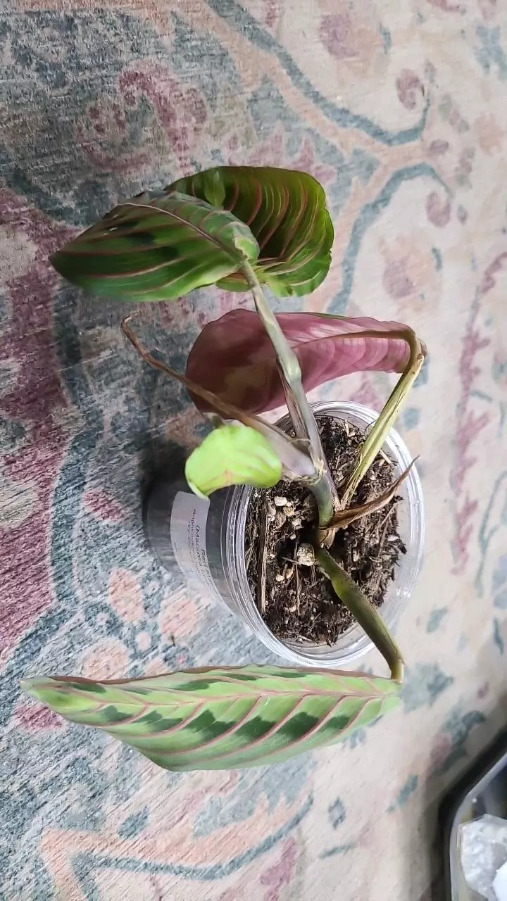 plant/Red Maranta 3.25" 11-020-0