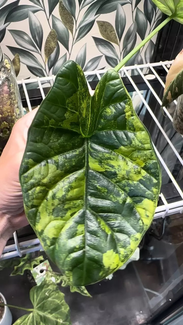 plant/Alocasia Sinuata Aurea with corm!! 💚💪🏼-1