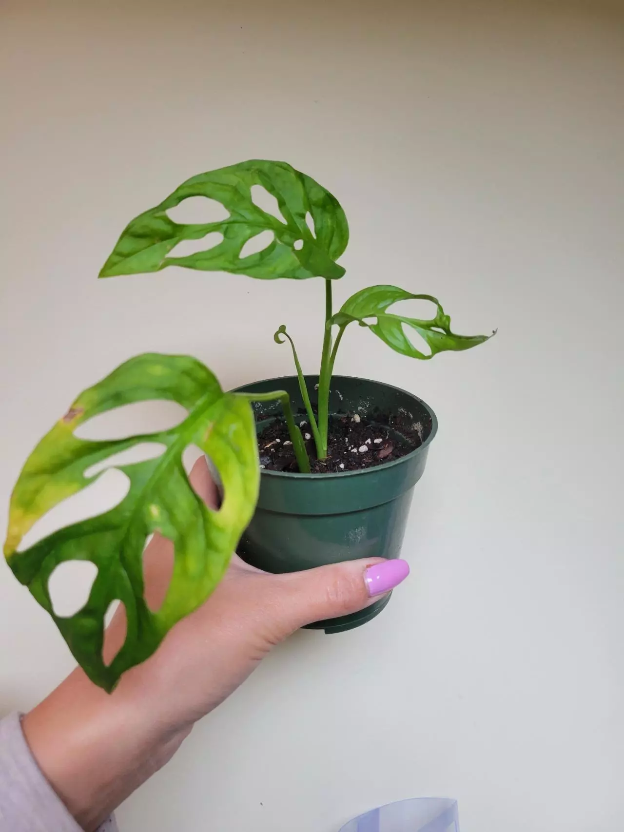 plant/Monstera Obliqua "Los Tayos" 1 leaf damaged from before I got it, new growth tho-0