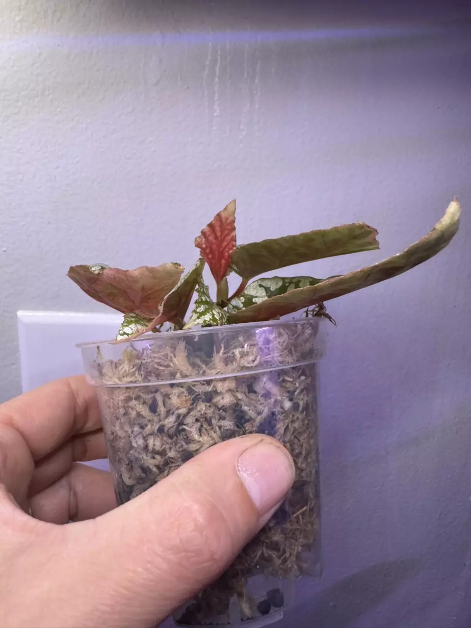 plant/Begonia Snow capped variegated-1