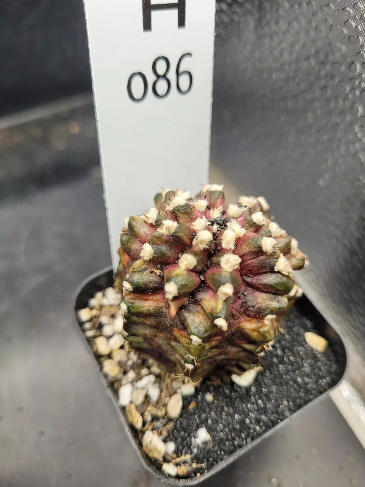 plant/Gymnocalycium Mihanovichii Trex Clone H086-0