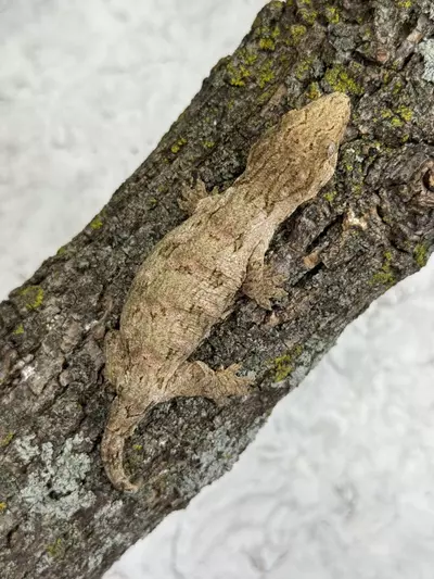 plant/LG25-10 - WaPe - High Color GT mix - NPV 16g-0-thumbnail