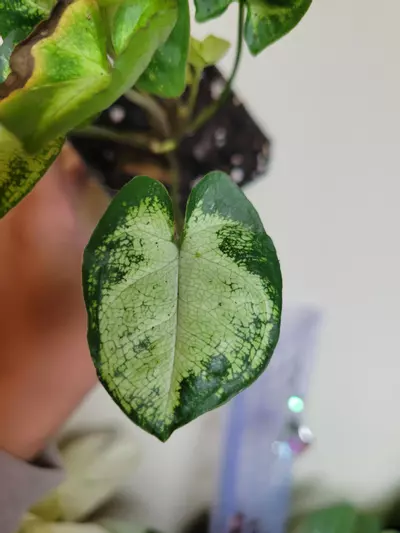 plant/Syngonium Mojito-2-thumbnail