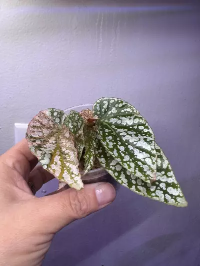 plant/Begonia Snow capped variegated-0-thumbnail