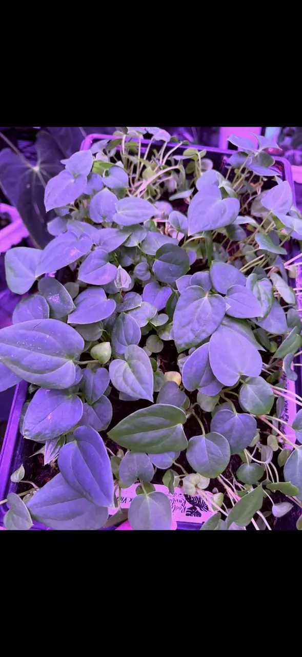 plant/GC: Pap RA 6 x Vicky Pap seedling-1