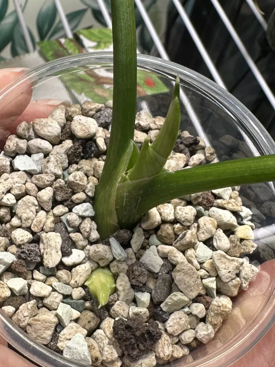 plant/Alocasia Sinuata Aurea with corm!! 💚💪🏼-3