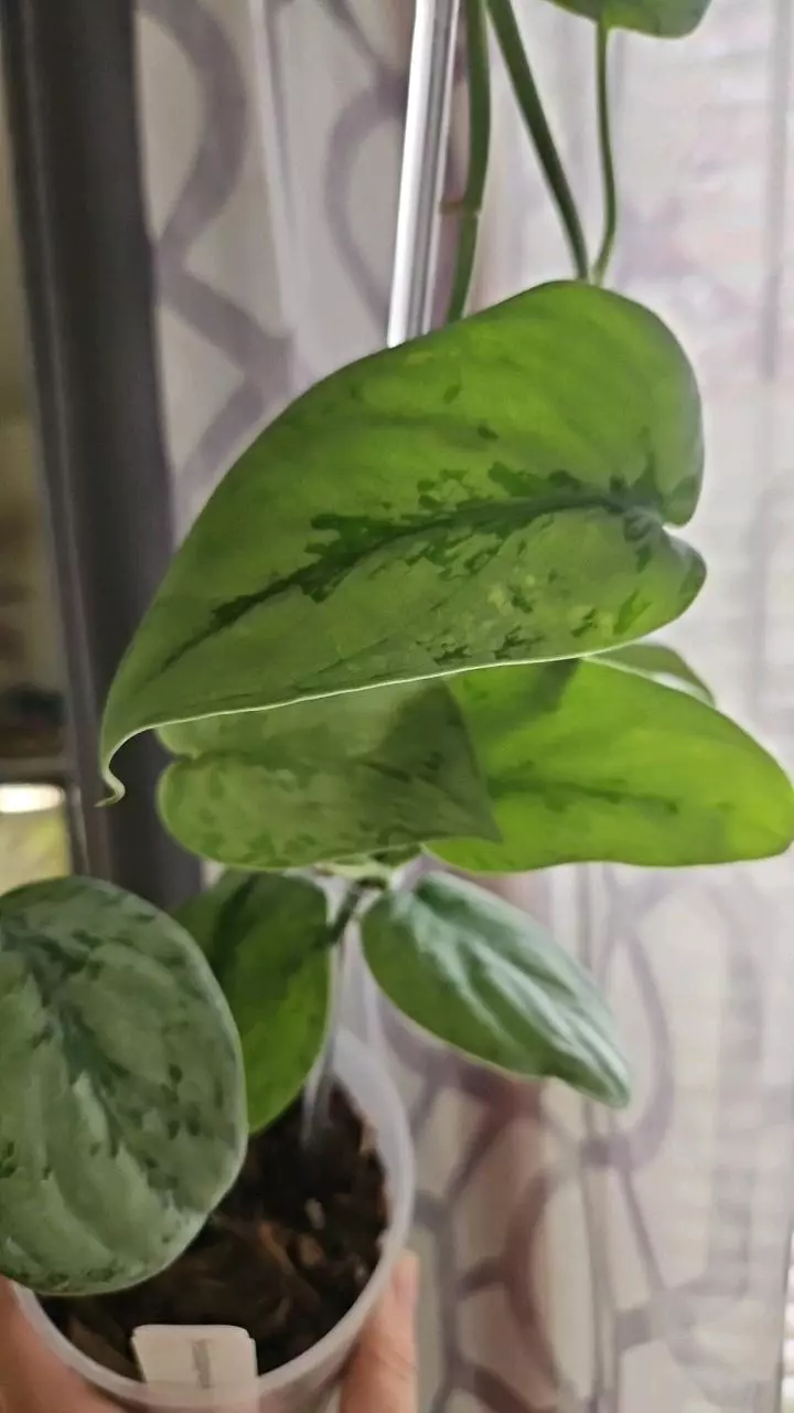 plant/Scindapsus silver sierra 2 node cutting-0