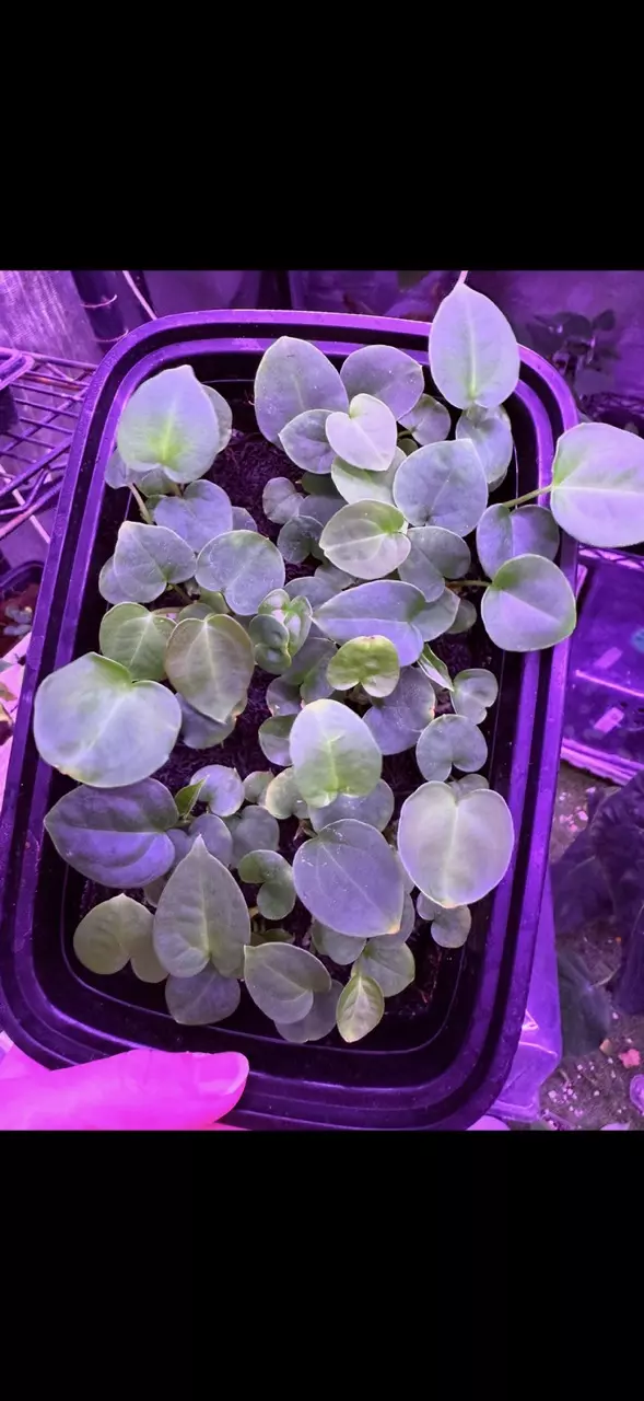 plant/GC: Forgetii x Pap Carla small seedling-1