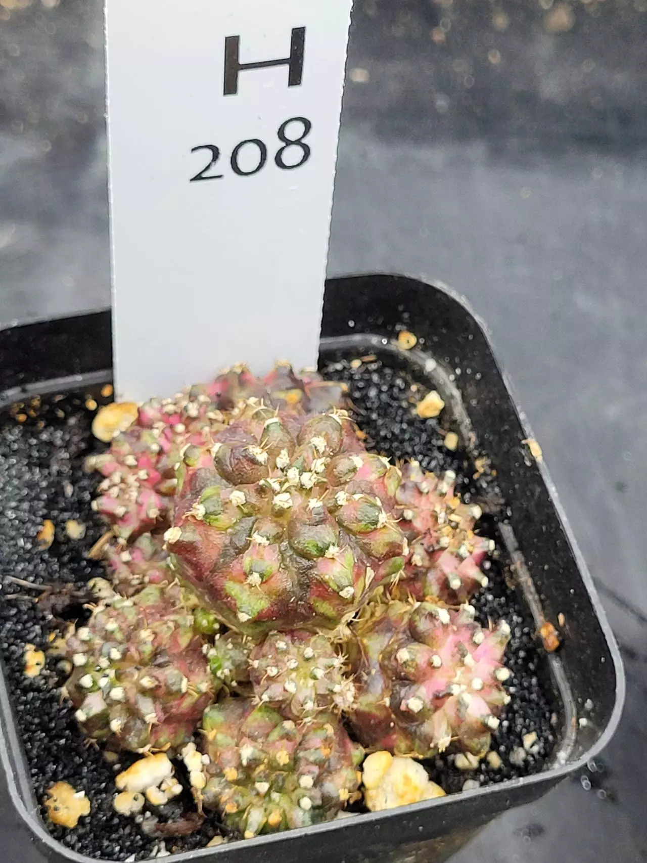 plant/Gymnocalycium Mihanovichii Trex Clone Cluster in 2.7" H208-0