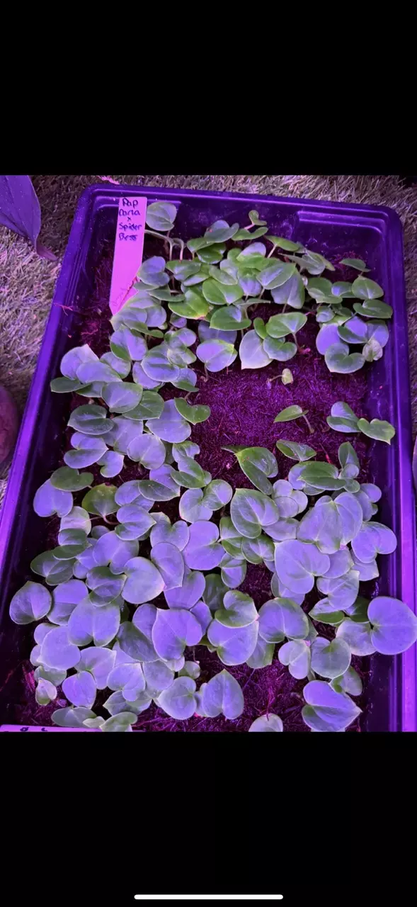 plant/GC: Pap Carla x Spider Besseae small seedling-1