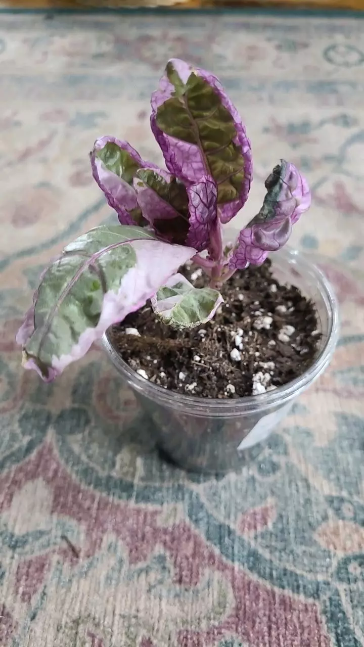 plant/Snow White Waffle Plant 3.25" 11-022-0