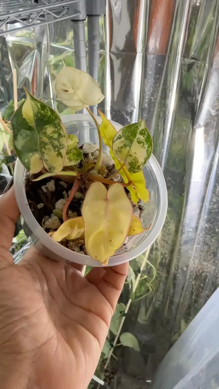 plant/Var Billie #24-0