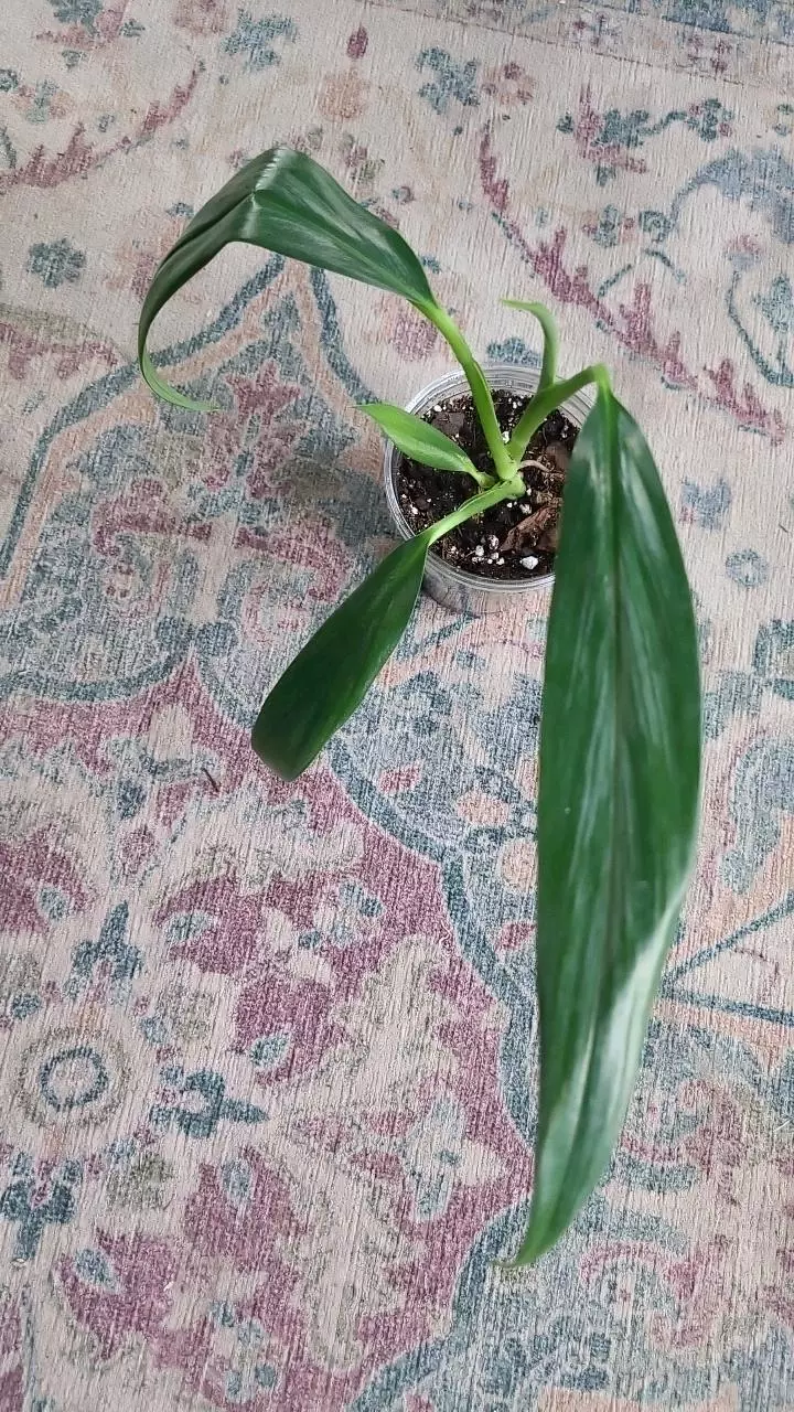 plant/Amplissimum Silver 3.25" 11-021-0