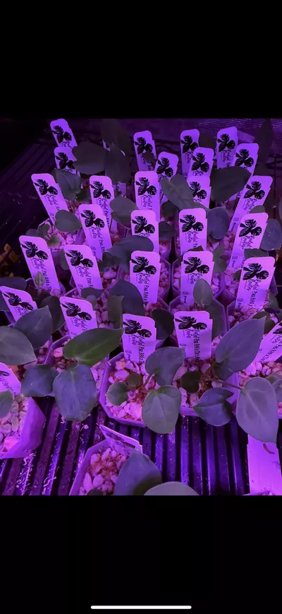 plant/GC Pap RA6 x Tim's Black -1-thumbnail