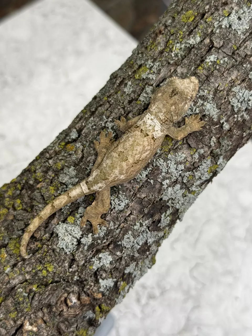 plant/CH25-62 - LyKi - high color - NPV 7.8g-0