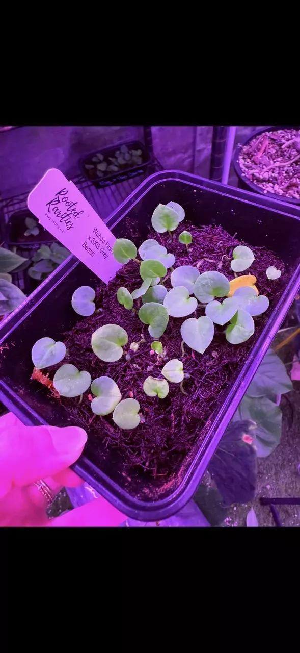 plant/GC: Wuhoo's First Night x SKG grey Bench small seedling-1
