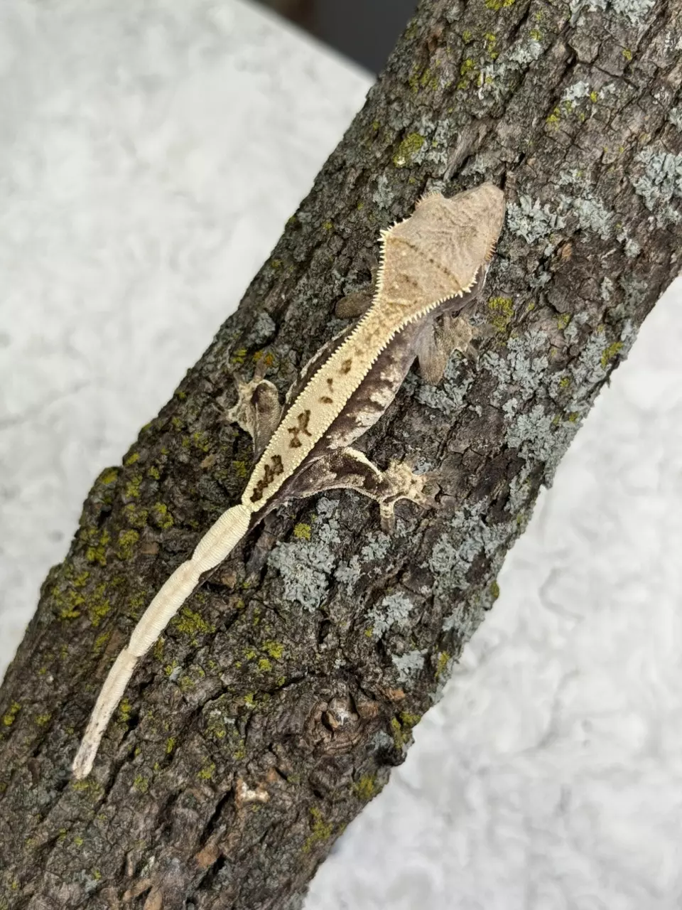 plant/CR25-77 - ITGDa - Cappuccino- Male 7.5g-0