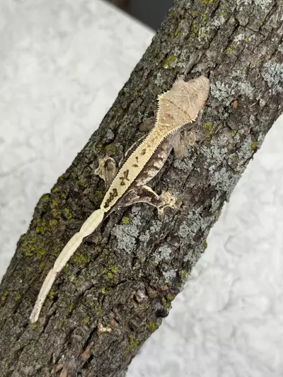 plant/CR25-77 - ITGDa - Cappuccino- Male 7.5g-0-thumbnail