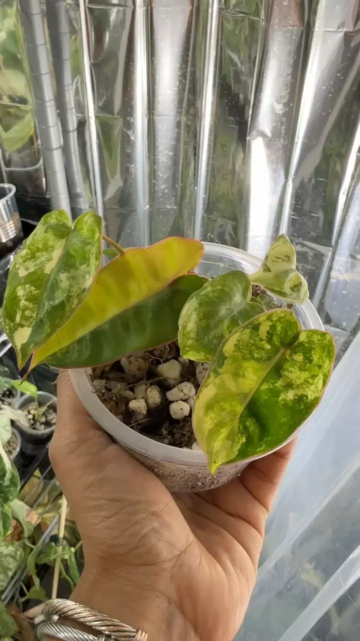 plant/Var Billie #29-0