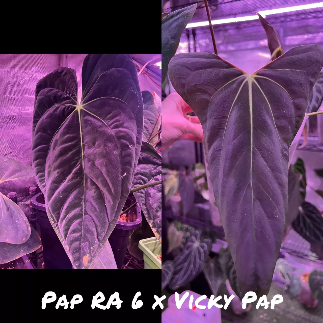 plant/GC: Pap RA 6 x Vicky Pap seedling-0