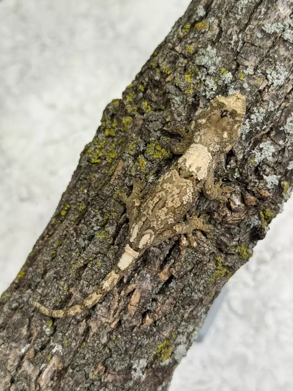 plant/CH25-51 - VaLh - High White lineage!  NPV 7g-0