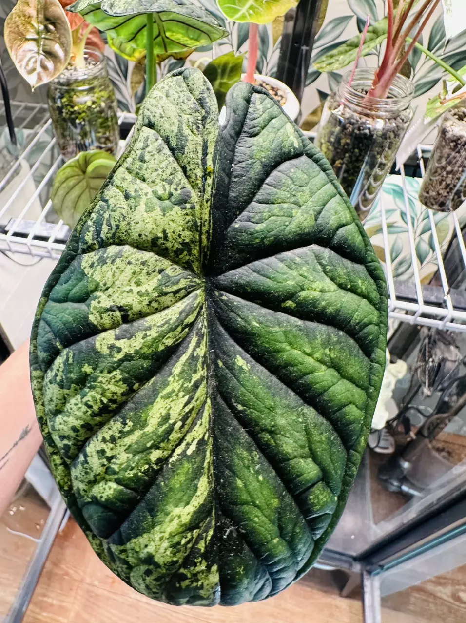 plant/Alocasia Dragon Scale Mint CORMING size! 💚💚-0