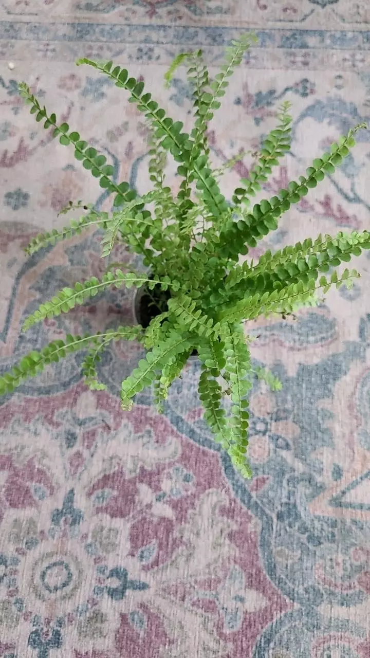 plant/Lemon Button Fern 3.25" 11-024-0